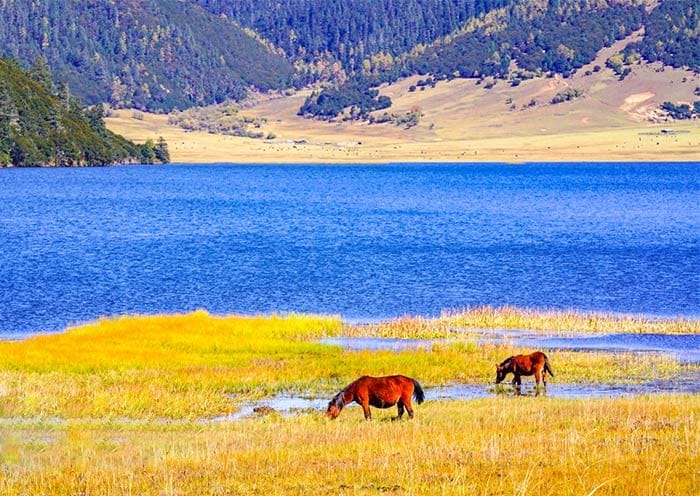 5 Days Kunming Shangri-La Tour: Stone Forest & Tibetan Pure Land - 3