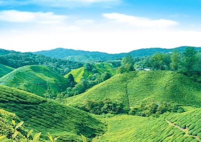 8 Days Kuala Lumpur to Penang Tour via Cameron Highlands - Classic Malaysia