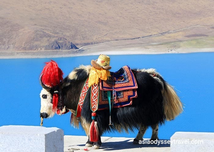 5 Days Lhasa to Yamdrok Lake Group Tour: Faith, Culture & Holy Lake